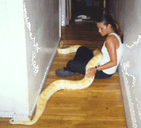 snake