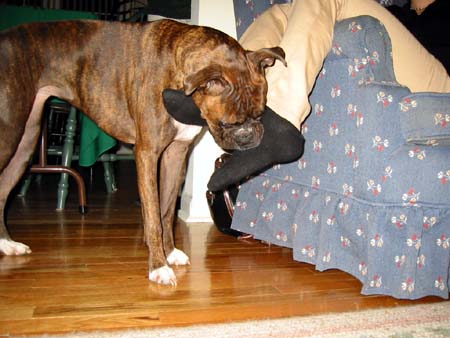dogs