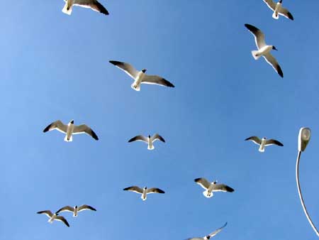 bird