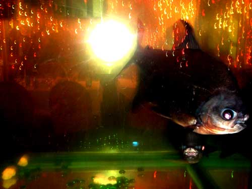 fish