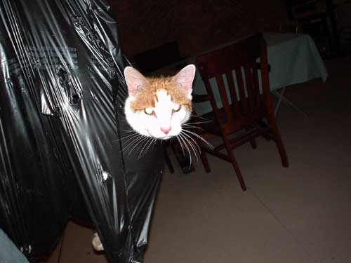 cat