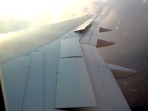 wing