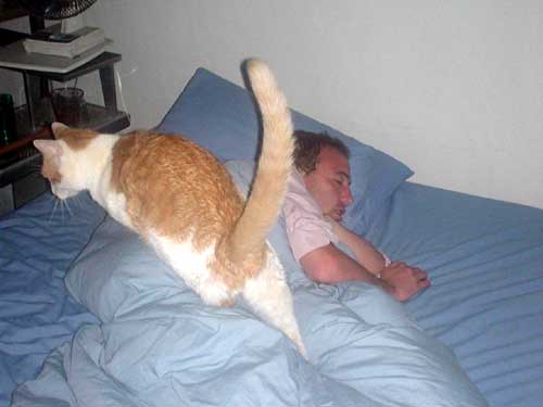 cat