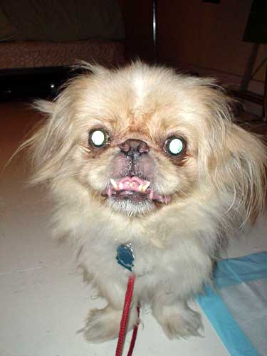 dogs