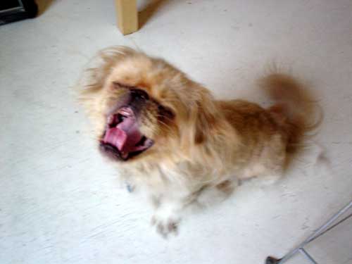 dogs