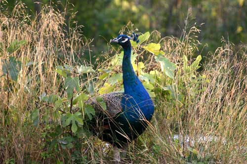 peacock