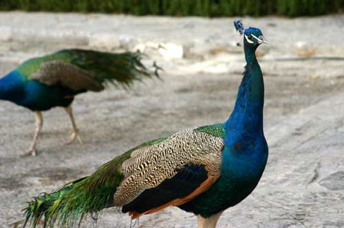 peacock