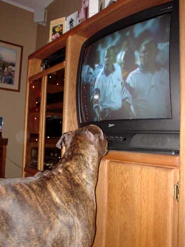 dog