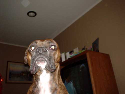 dog