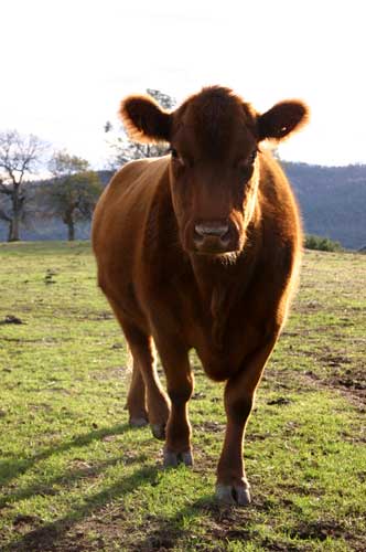 december 15, 2003