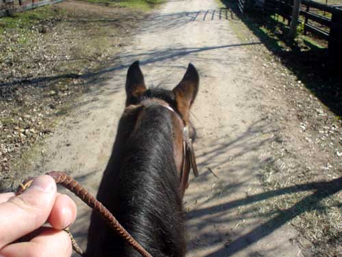 horse