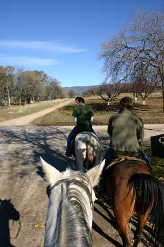 fatty + horse