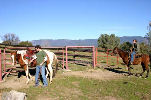 fatty + horse
