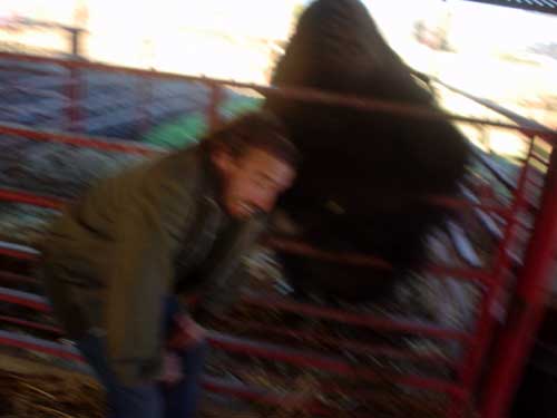 buffalo
