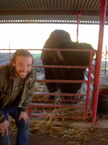 buffalo