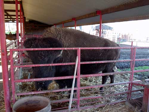 buffalo