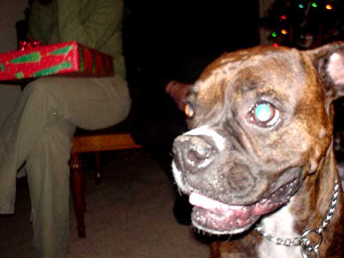 dog