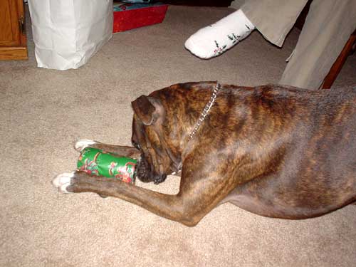 dog