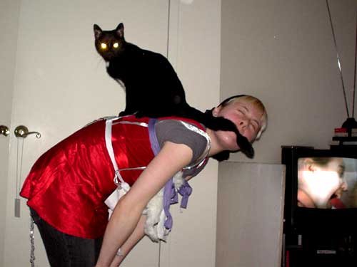 cat