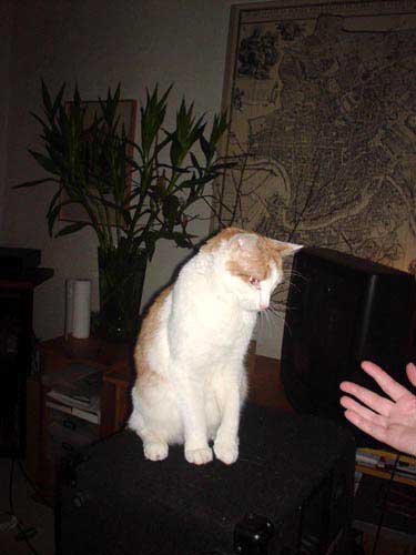 herman the cat
