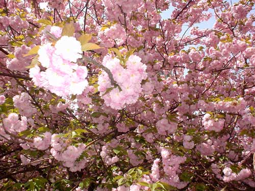 flower