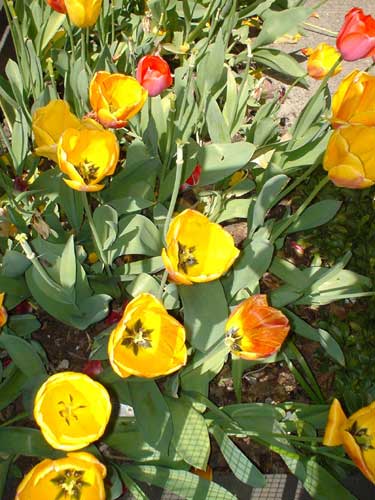 flower