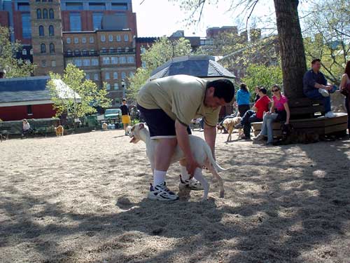 dog park
