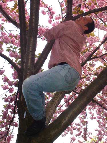 trees + best