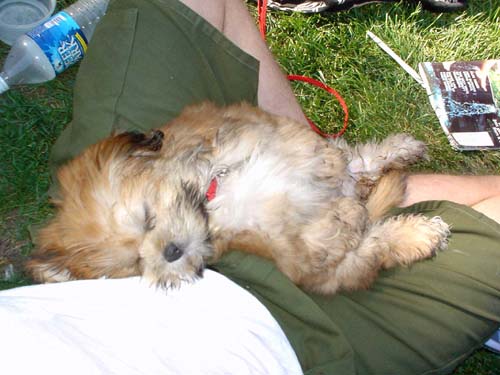 puppy