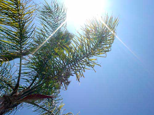 trees