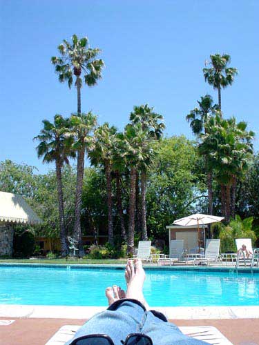palm tree