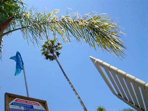 palm tree
