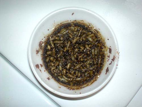wtf + gross