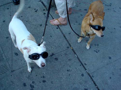 dogs in outfits