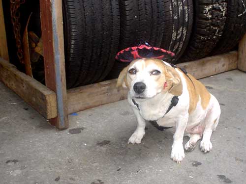 dog