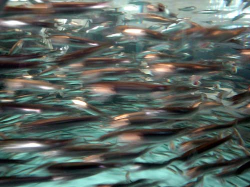 fish