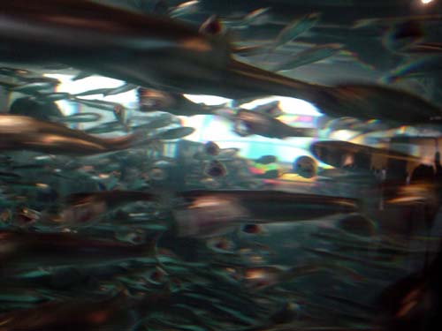 fish