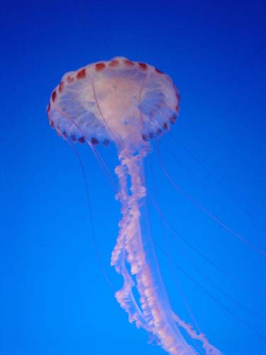 jellyfish