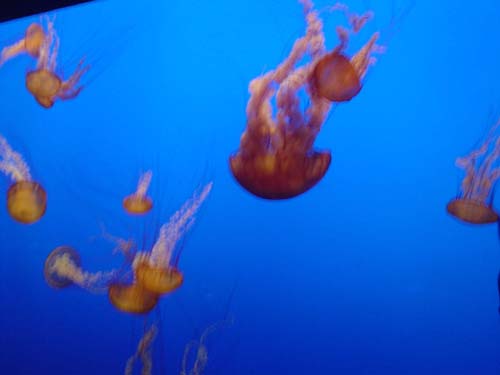 jellyfish
