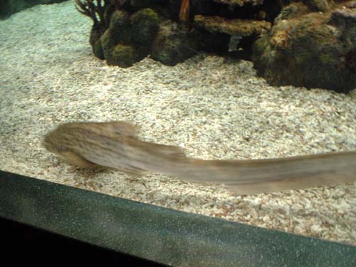 shark