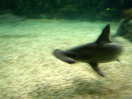 shark