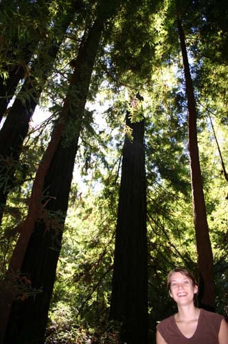 trees