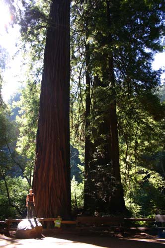 trees