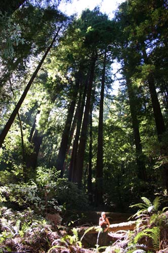 trees