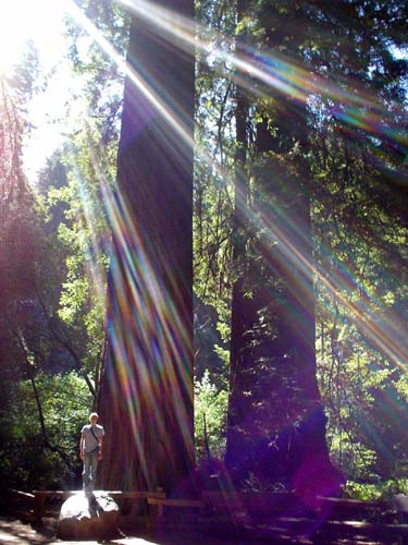 trees