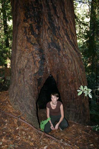 trees