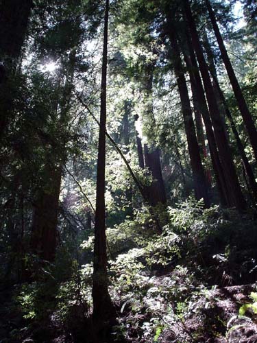 trees