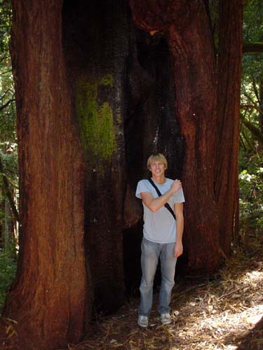 trees