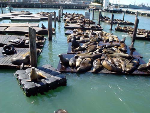 sea lion