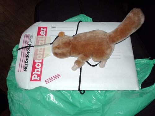 squirrel